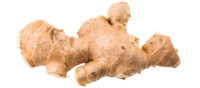 Gingembre frais