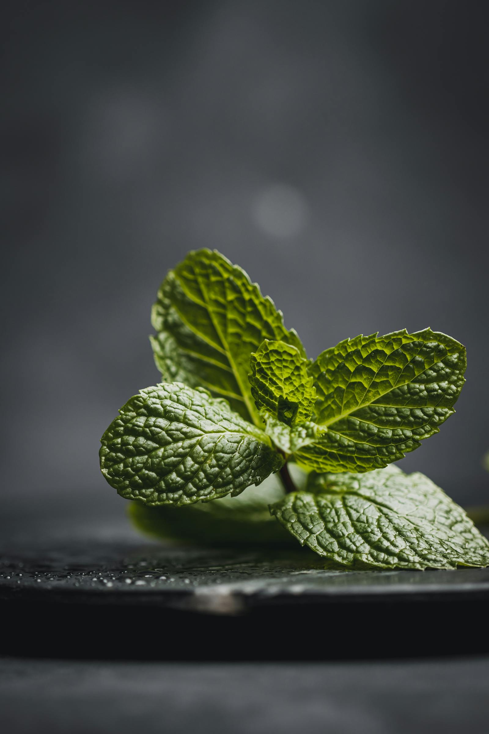Comment conserver de la menthe fraîche : 5 méthodes éprouvées