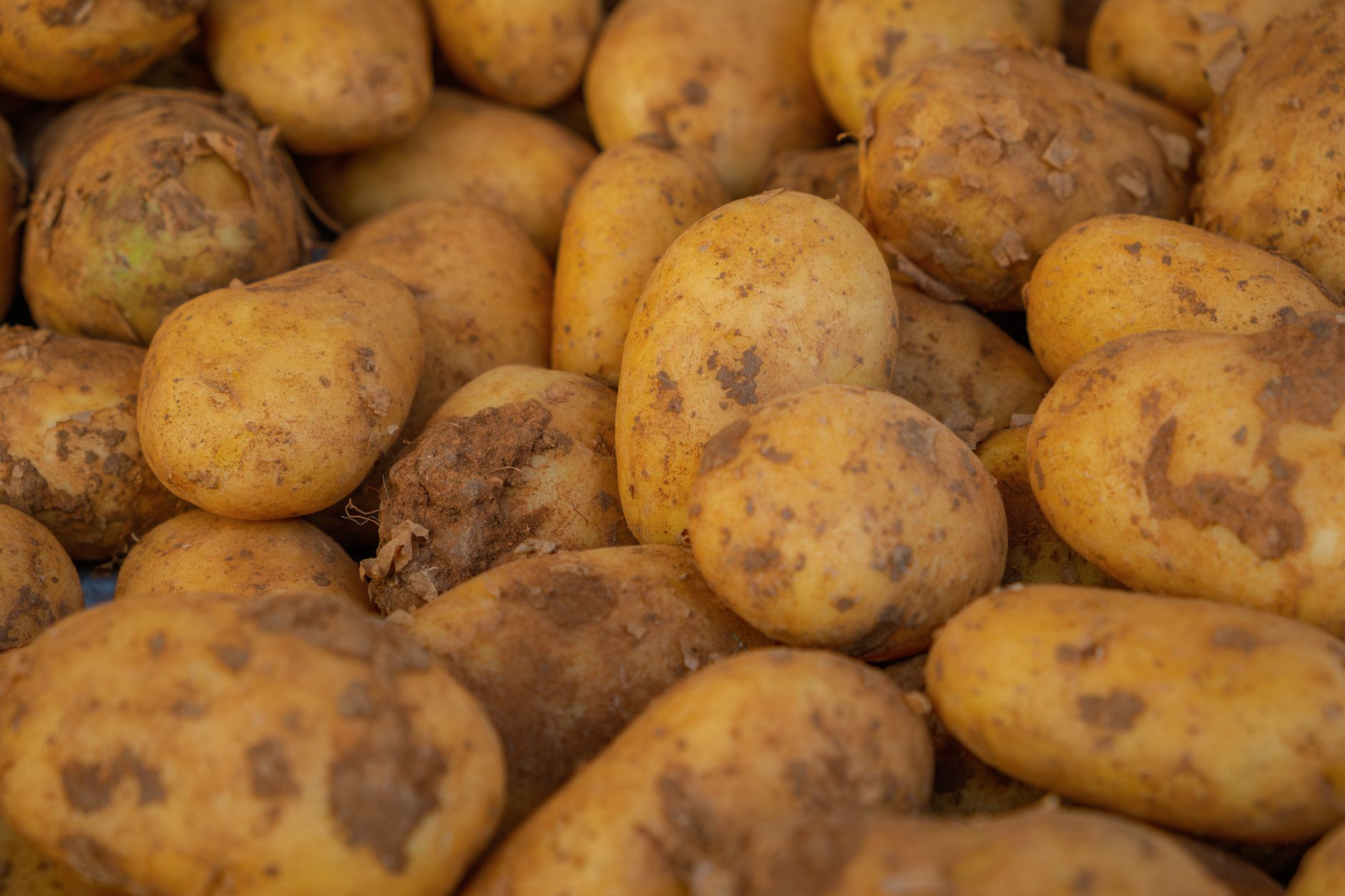 Pommes de terre crues entassées, terre encore sur la peau